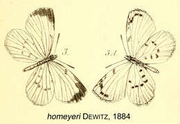 Image of Liptena homeyeri Dewitz 1884
