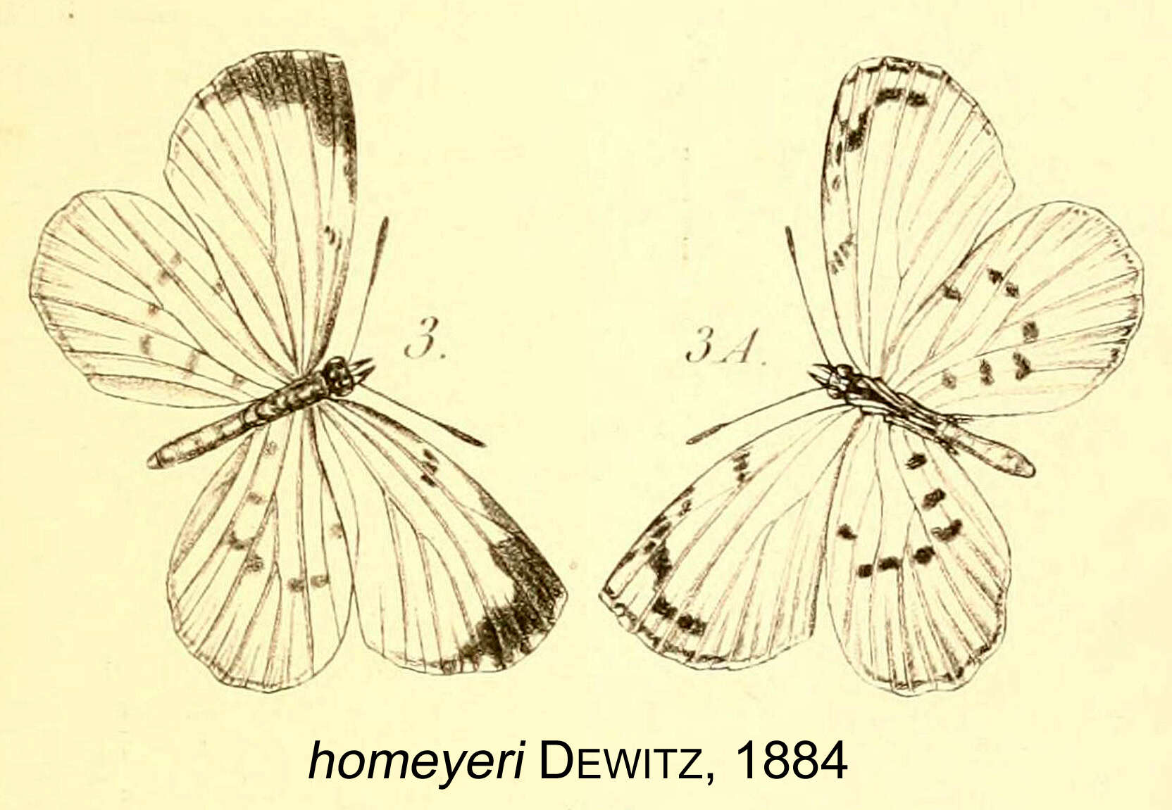 Image of Liptena homeyeri Dewitz 1884