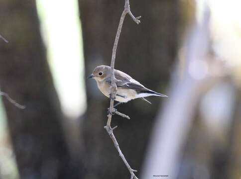 Image of Atlas Pied Flycatcher