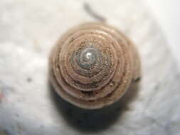 صورة <i>Euconulus chersinus</i>