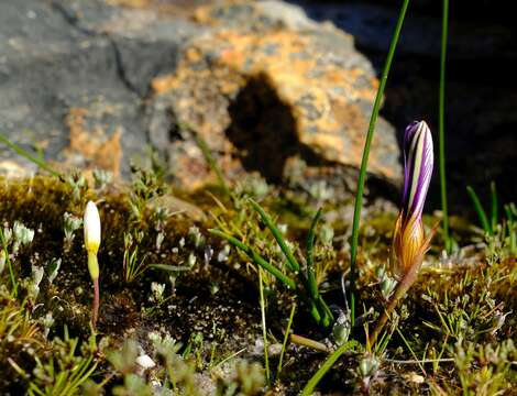 Image of Romulea atrandra var. esterhuyseniae M. P. de Vos