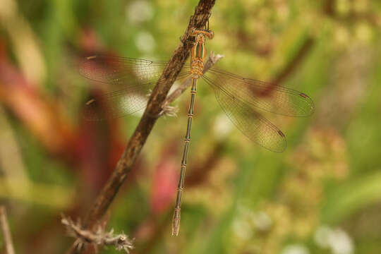 Image of Lestes undulatus Say 1840