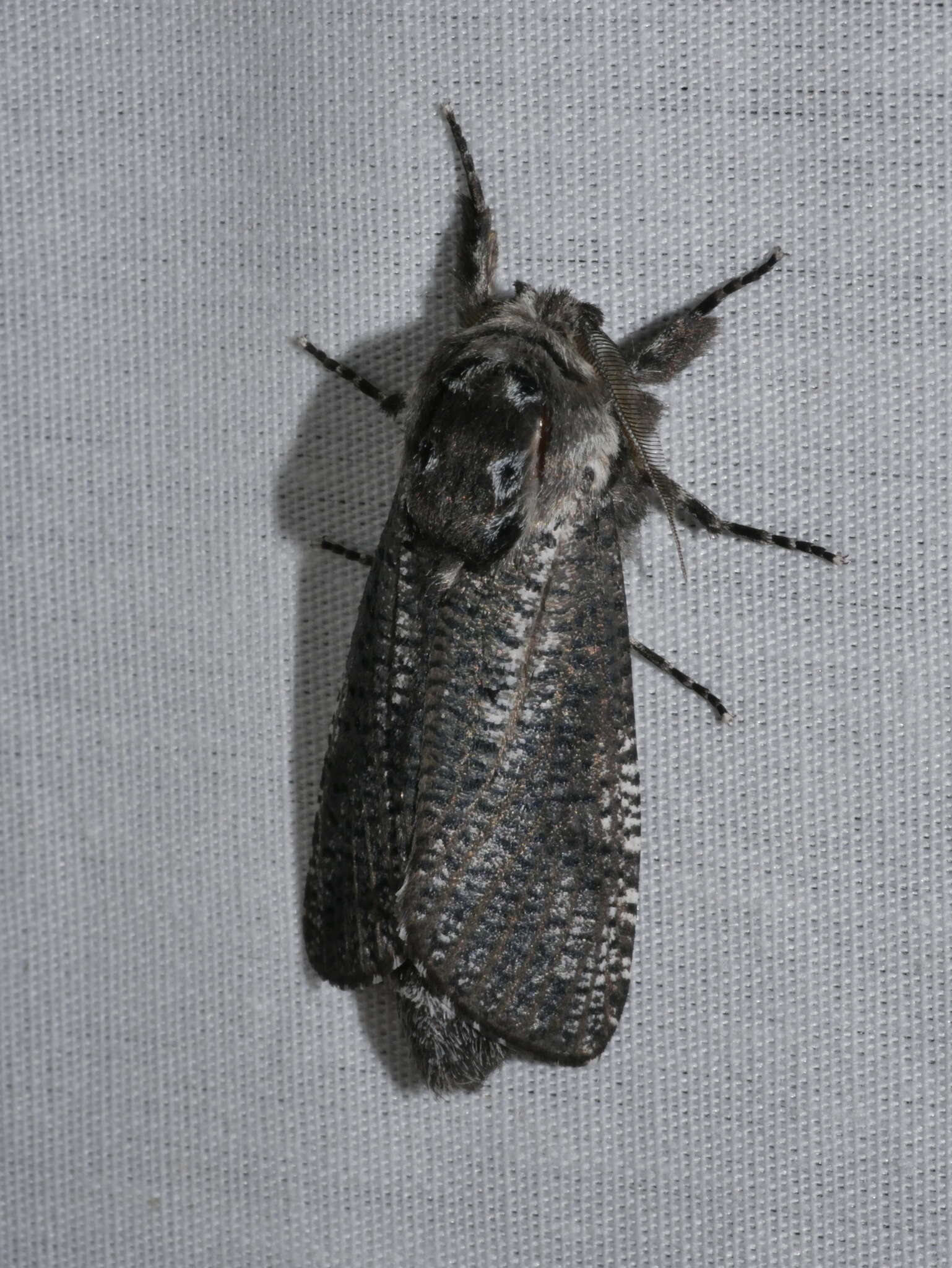 Endoxyla bipustulata的圖片