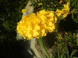 Tagetes erecta L. resmi