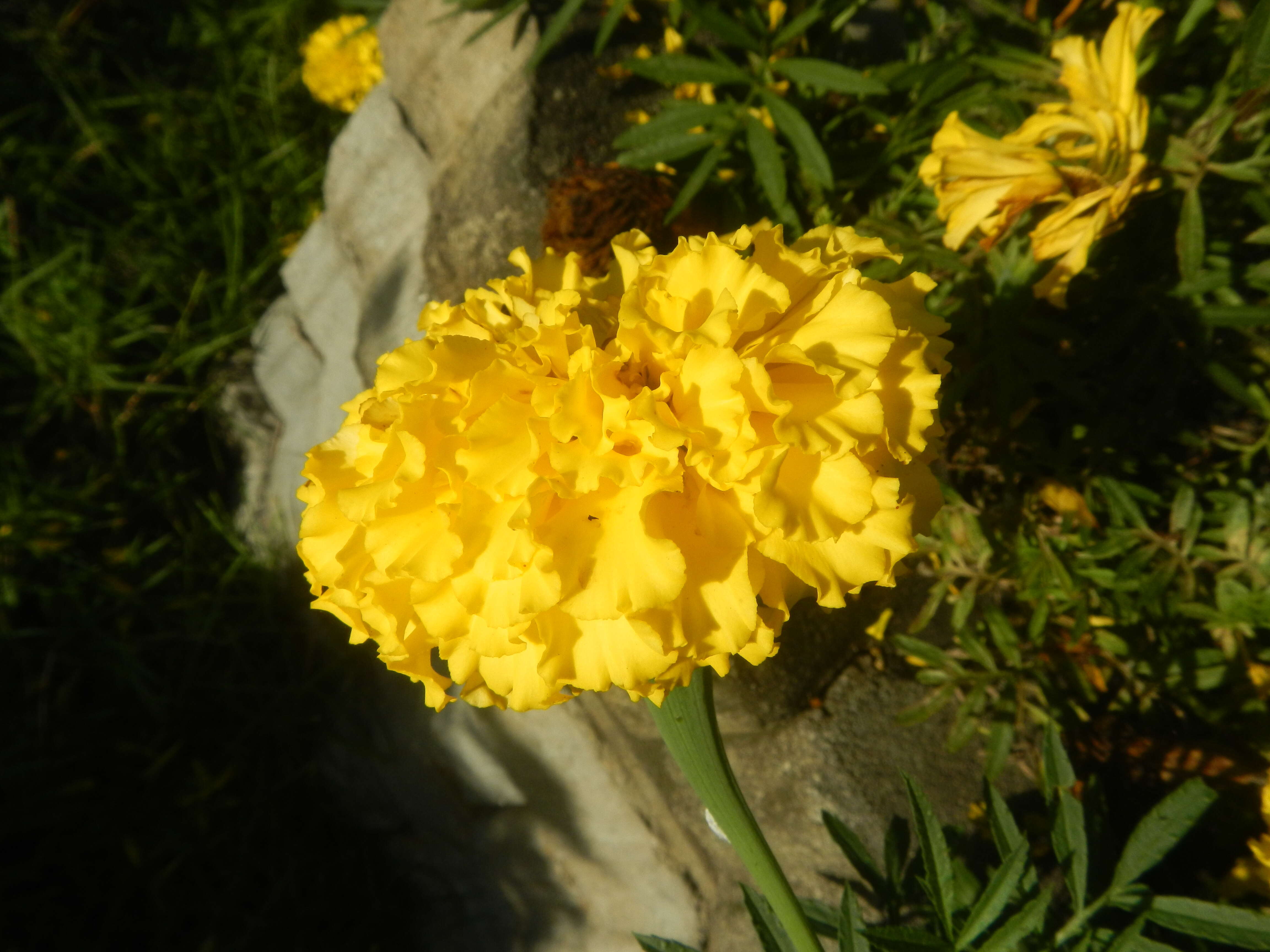 Tagetes erecta L. resmi