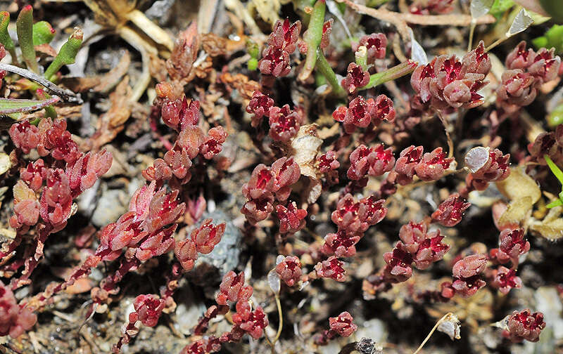 Image de Sedum aetnense Tineo