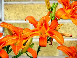 Image of orange daylily