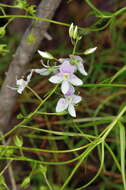 Image of Veronica decorosa F. Muell.