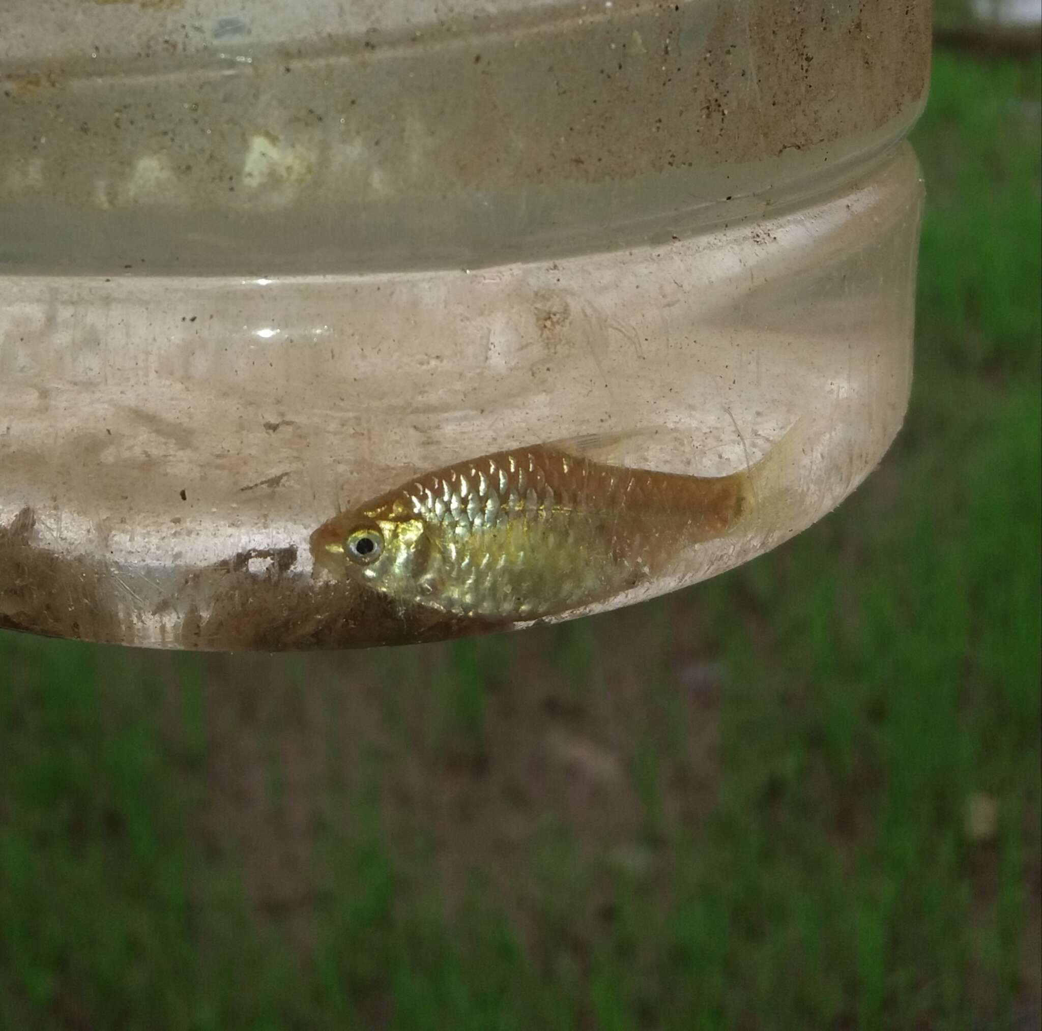 Image of Greenstripe barb