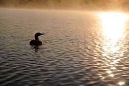 Image of loons