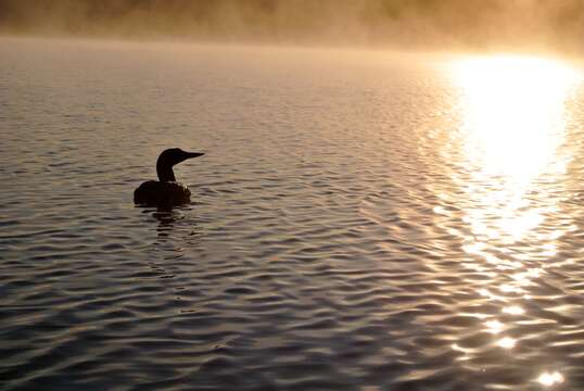 Image of loons