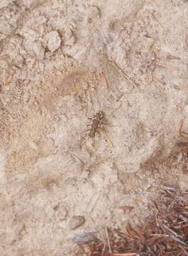 Image of New Zealand common tiger beetle