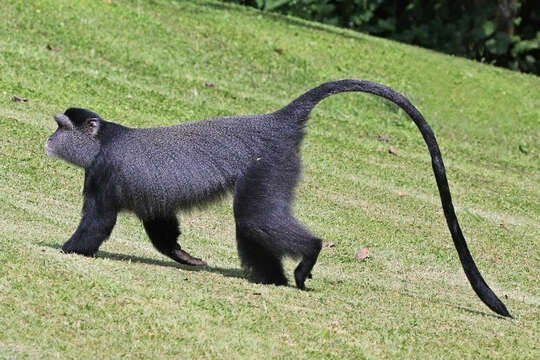 Image of blue monkey