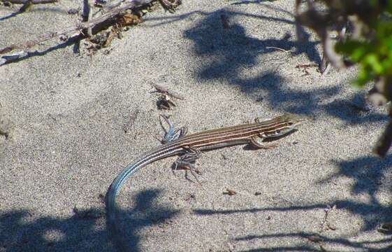 Image of Baja California Whiptail