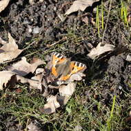 Imagem de Aglais urticae Linnaeus 1758