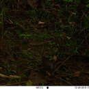 Sivun metsäfrankoliini kuva