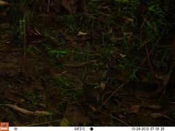 Sivun metsäfrankoliini kuva