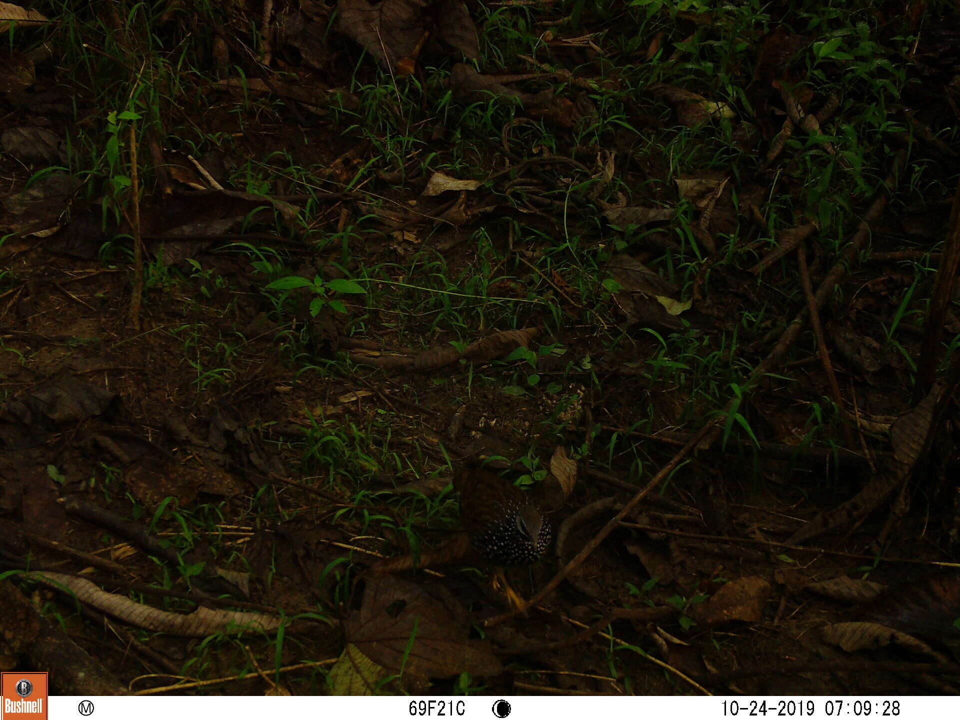 Image of Forest Francolin