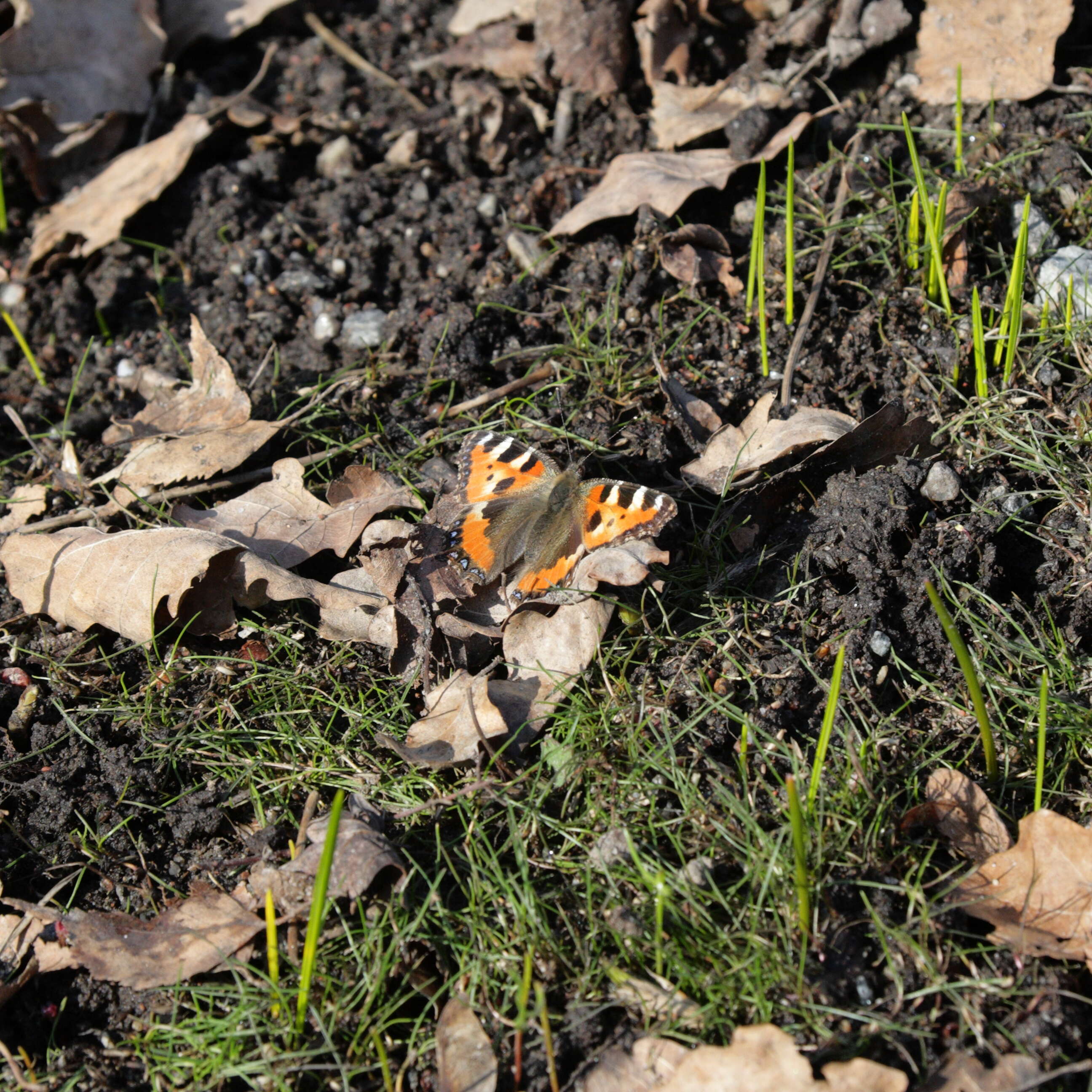 Imagem de Aglais urticae Linnaeus 1758