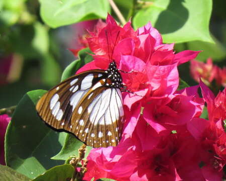 Image of Charaxes wakefieldi (Ward 1873)