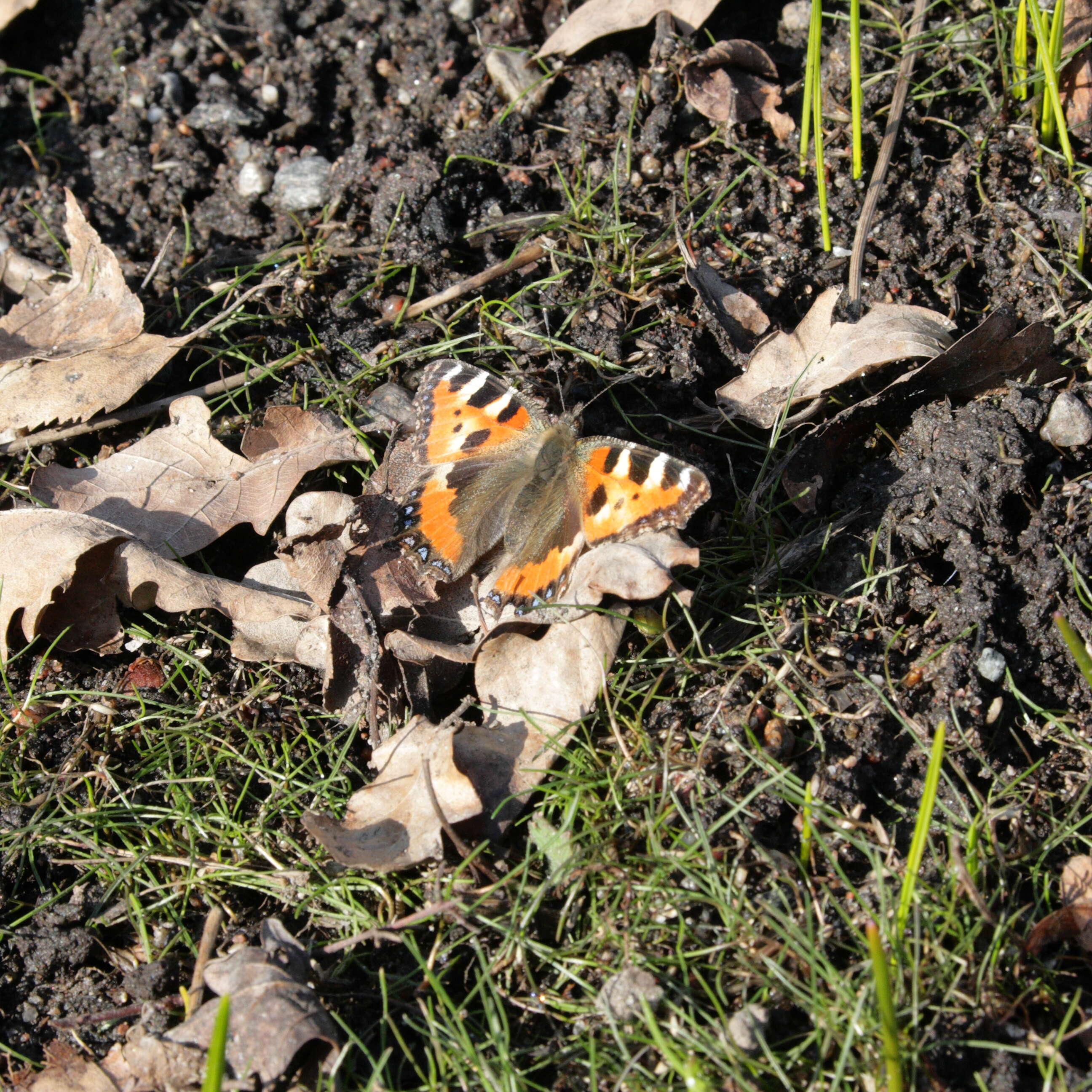 Imagem de Aglais urticae Linnaeus 1758