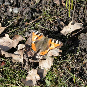 Imagem de Aglais urticae Linnaeus 1758