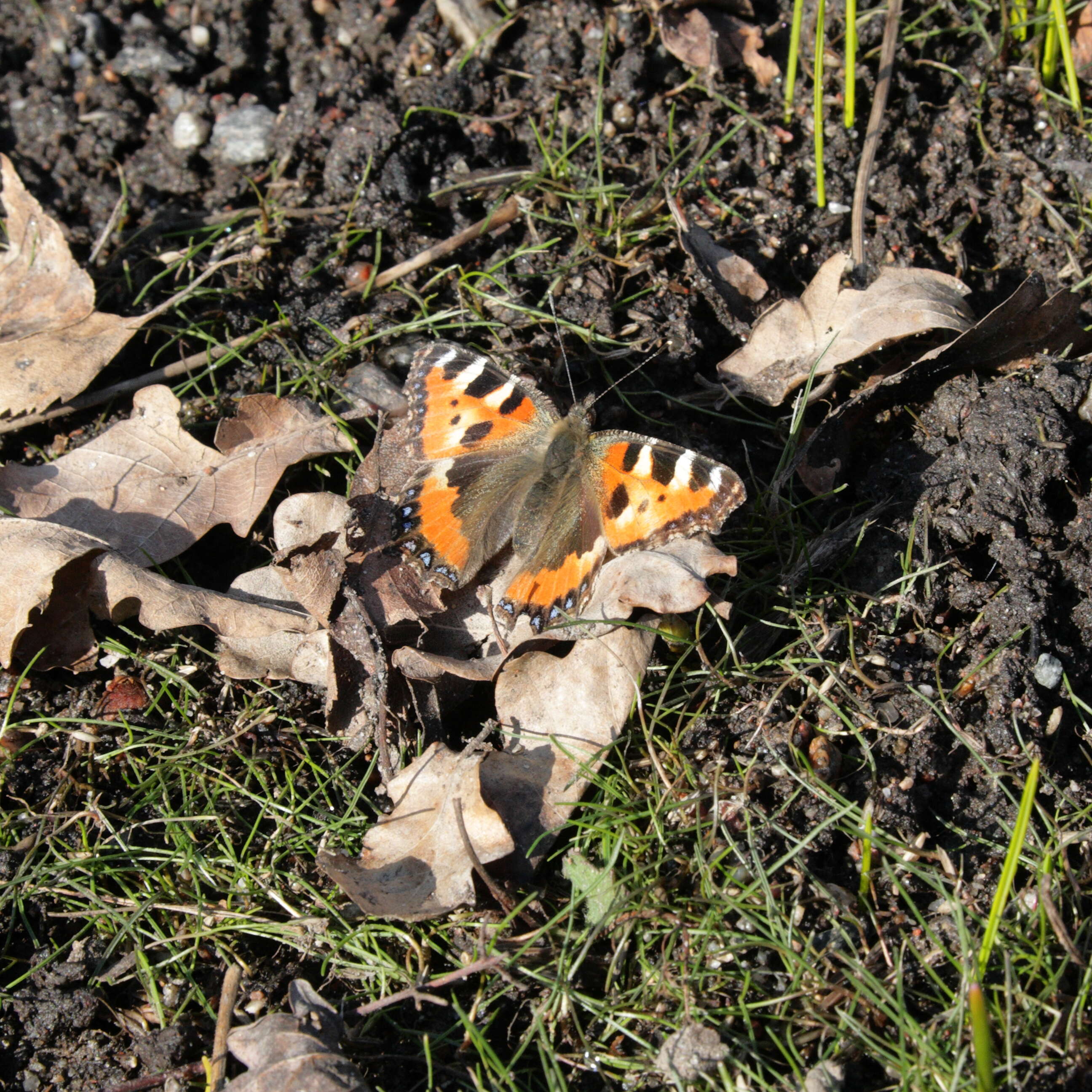 Imagem de Aglais urticae Linnaeus 1758