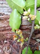 Diospyros haplostylis Boivin ex Hiern的圖片