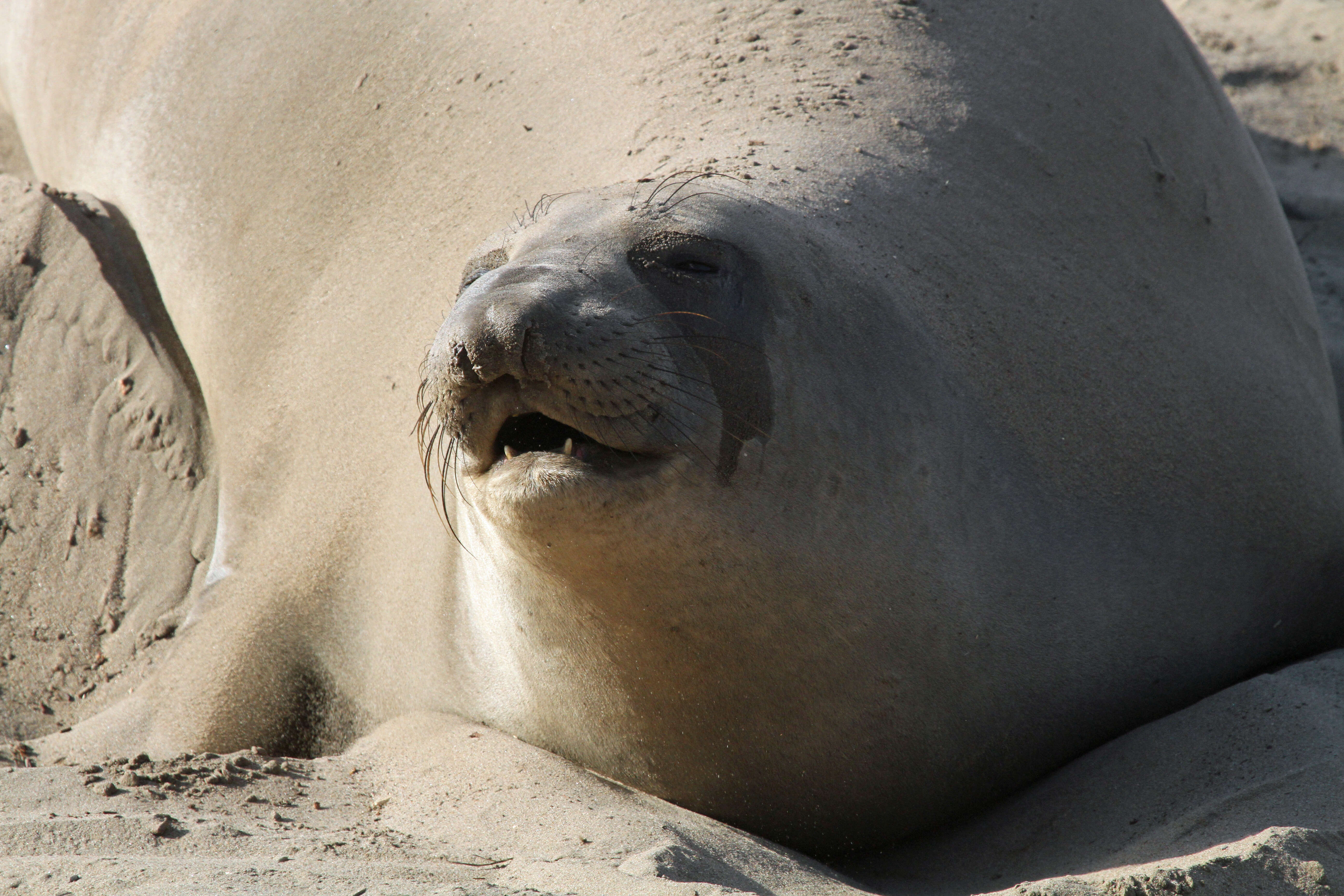Image of Northern Elephant Seal