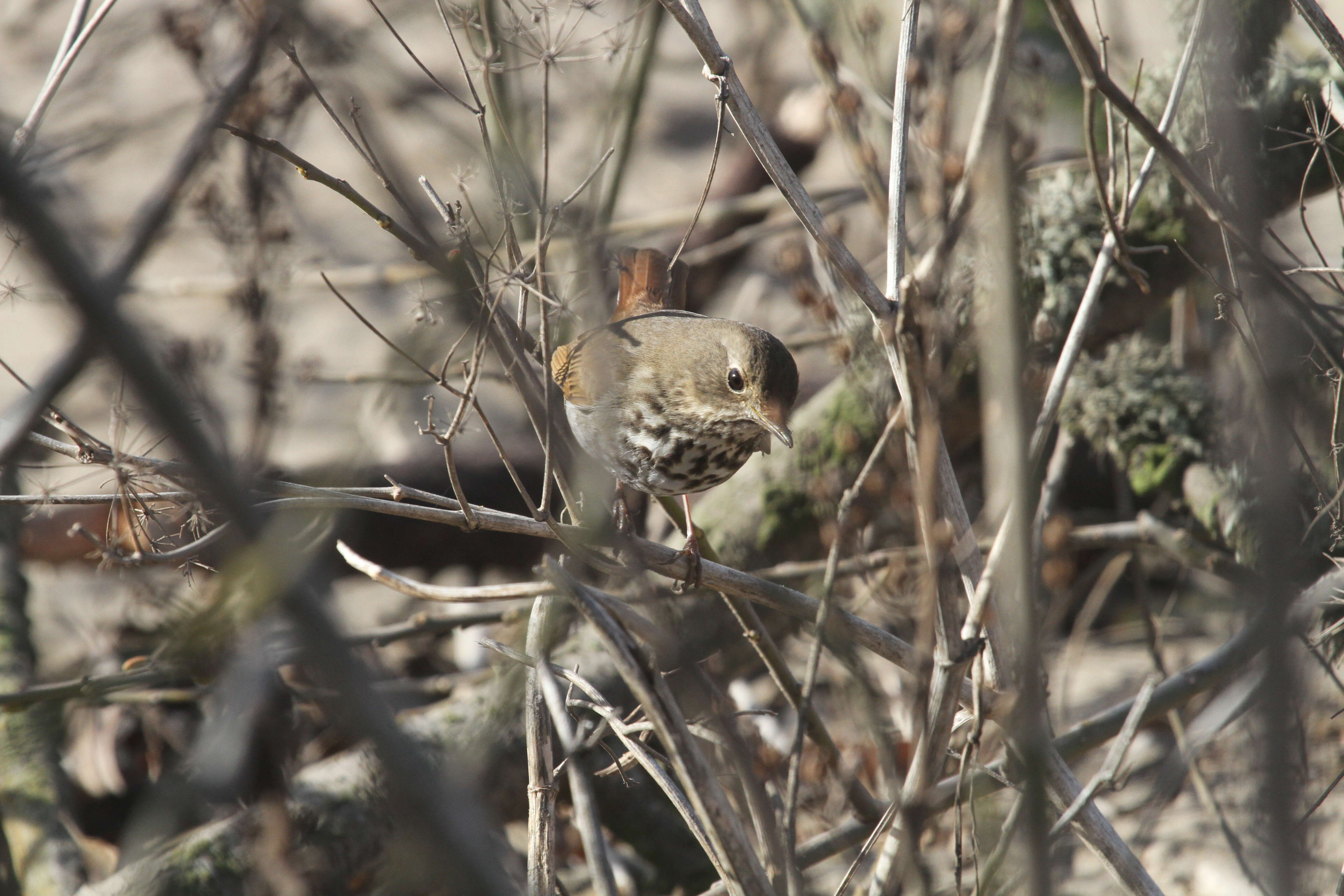 Image of Hermit Thrush