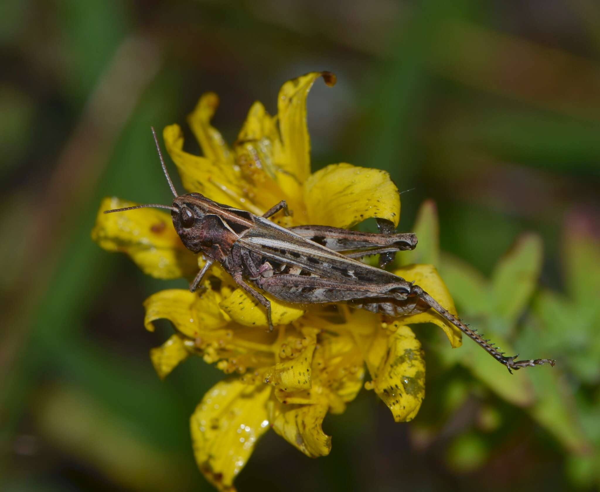 Sivun Omocestus (Omocestus) haemorrhoidalis (Charpentier 1825) kuva