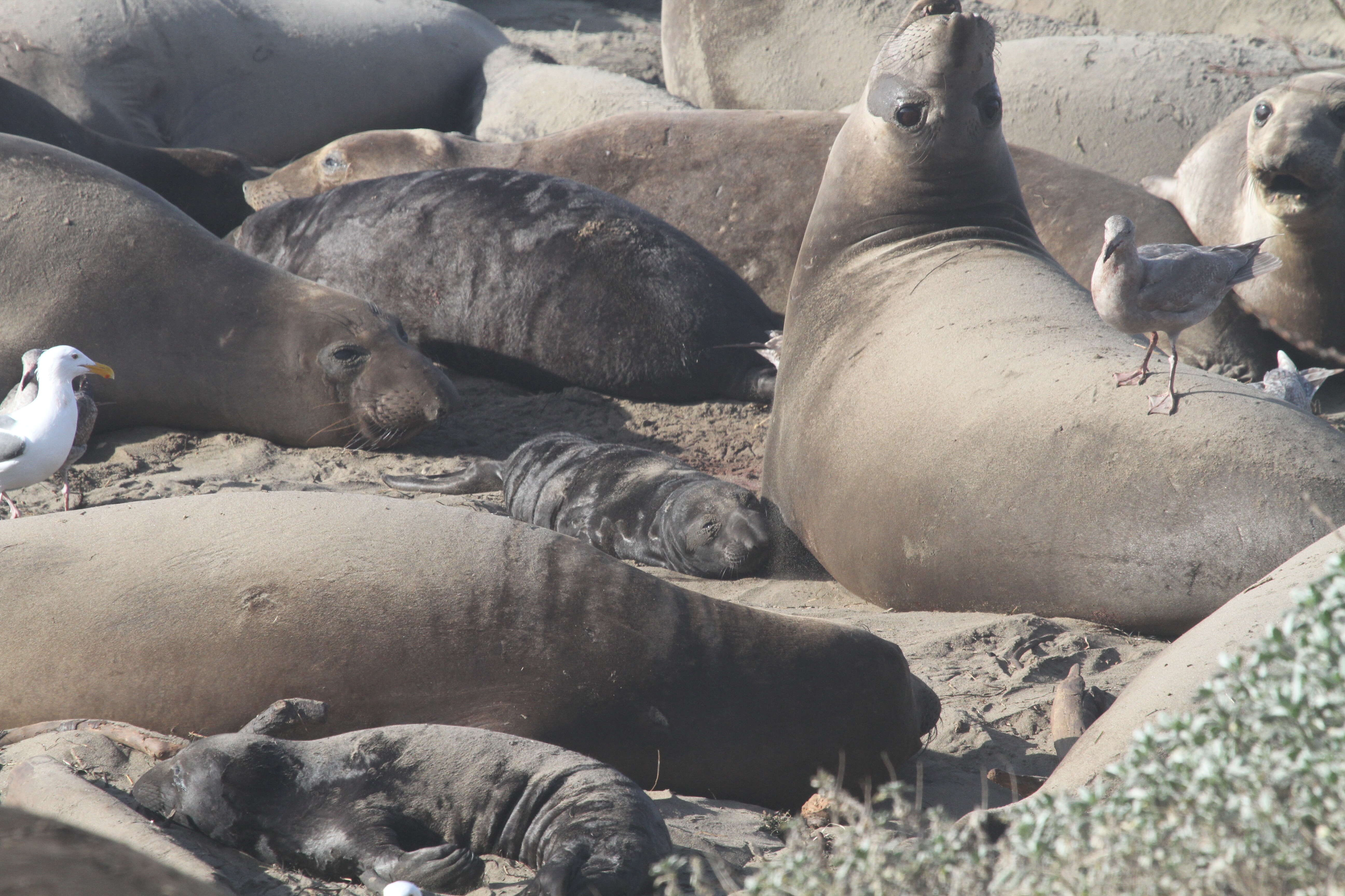 Image of Northern Elephant Seal