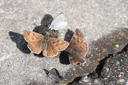 Image of dingy skipper