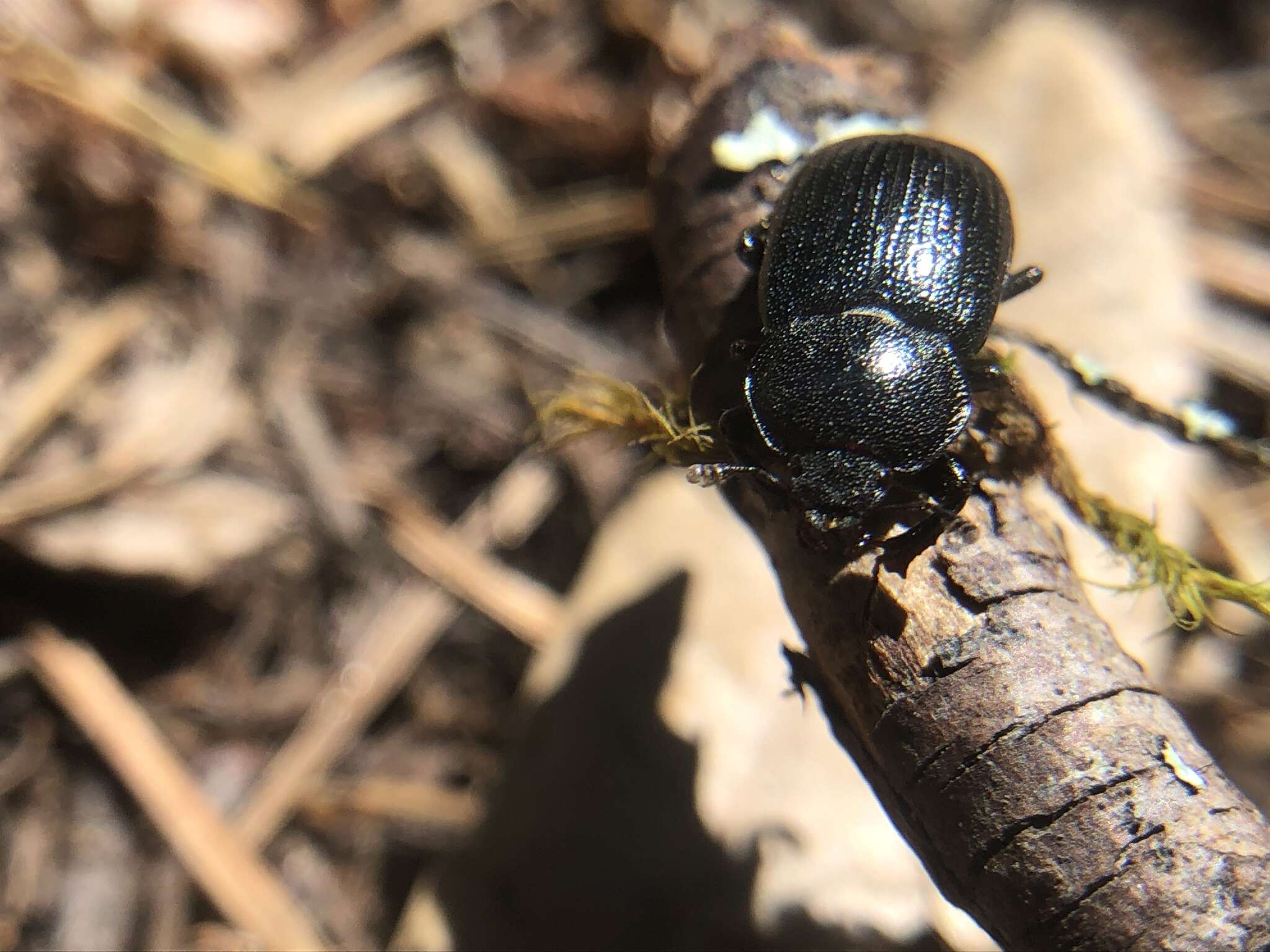 Image of Platyceroides infernus Paulsen 2017