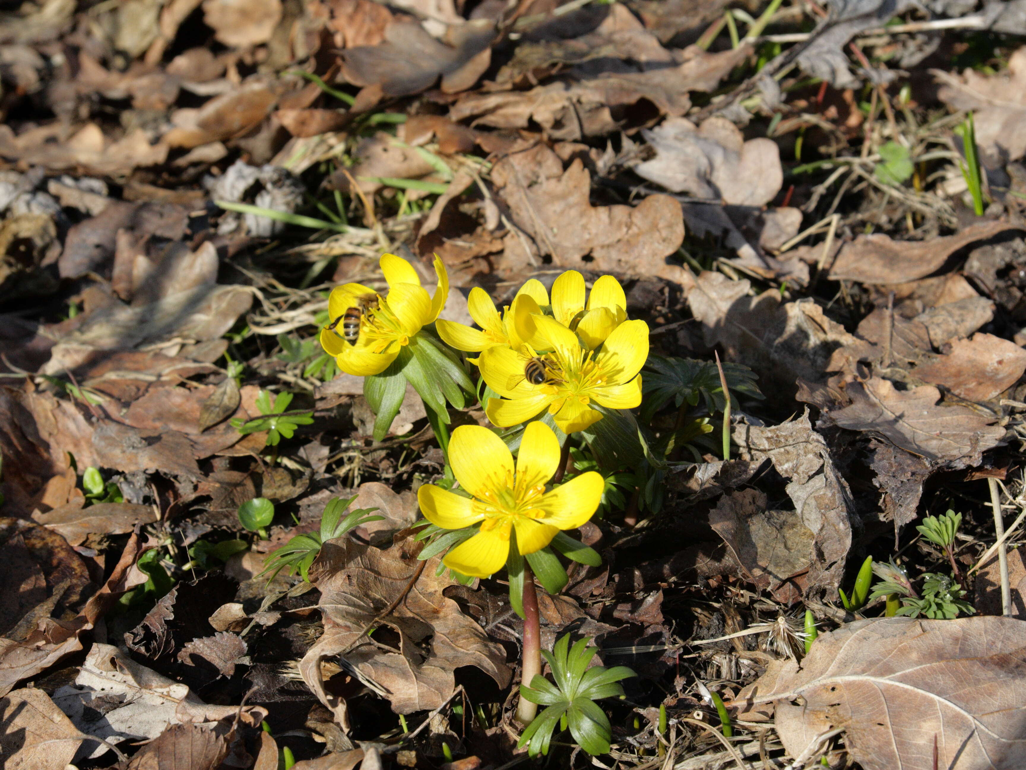 Image of eranthis