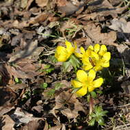 Image of eranthis