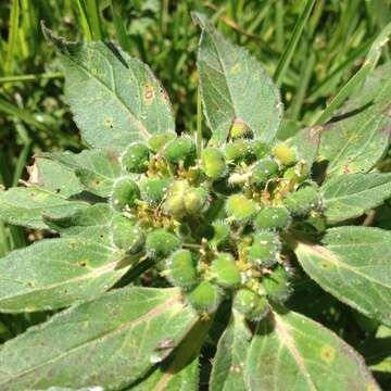 Image of hairy-fruit spurge