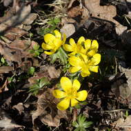 Image of eranthis