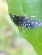 Image of Diathrausta harlequinalis Dyar 1914