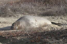 Image of Northern Elephant Seal