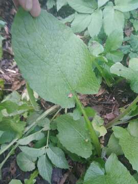 صورة Cicerbita macrophylla subsp. uralensis (Rouy) P. D. Sell