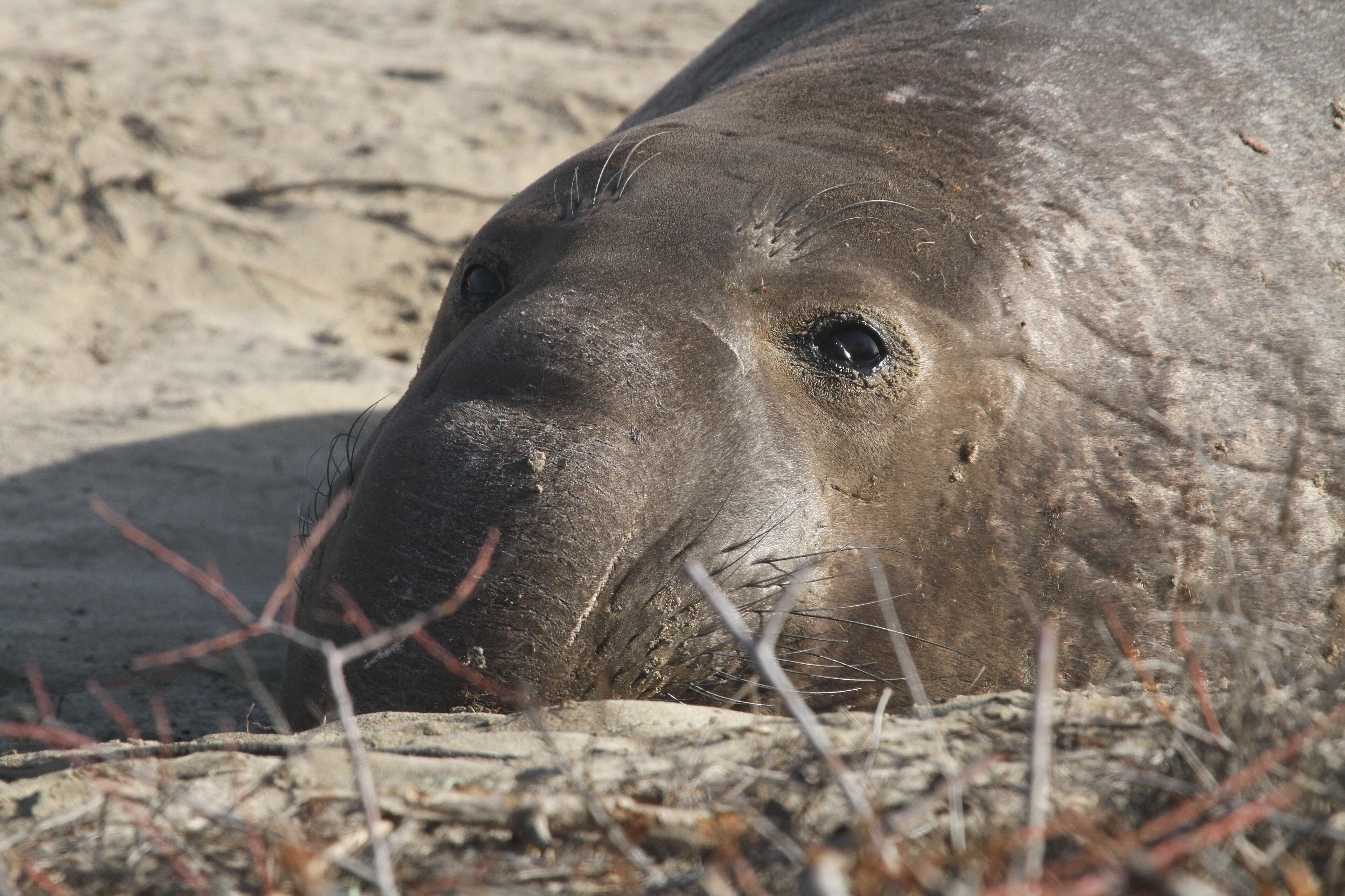 Image of Northern Elephant Seal