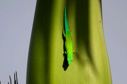 Image of Andaman Day Gecko