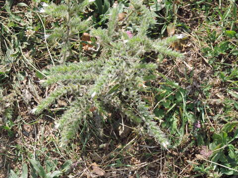 Image of Echium italicum subsp. italicum