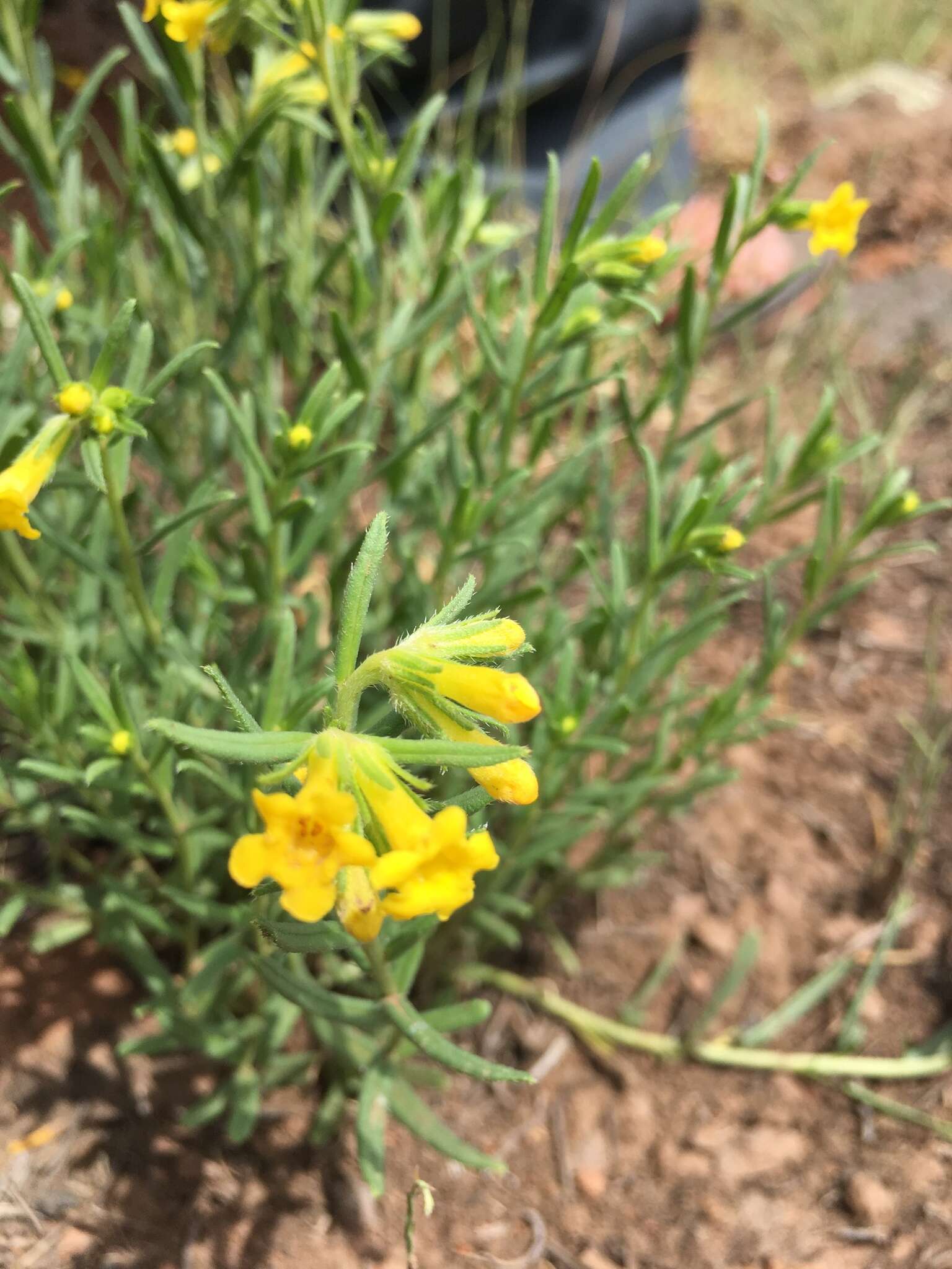 صورة Lithospermum multiflorum S. Wats.