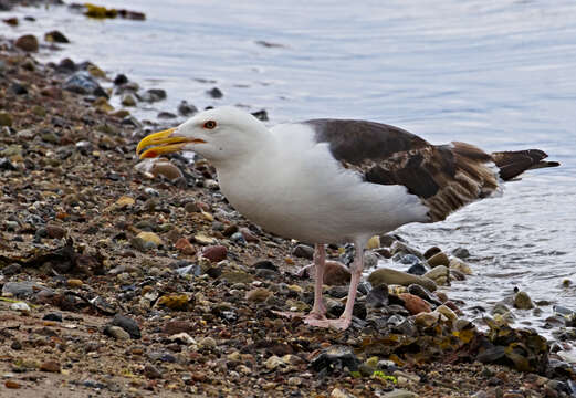 Image of Great Black-backed Gull