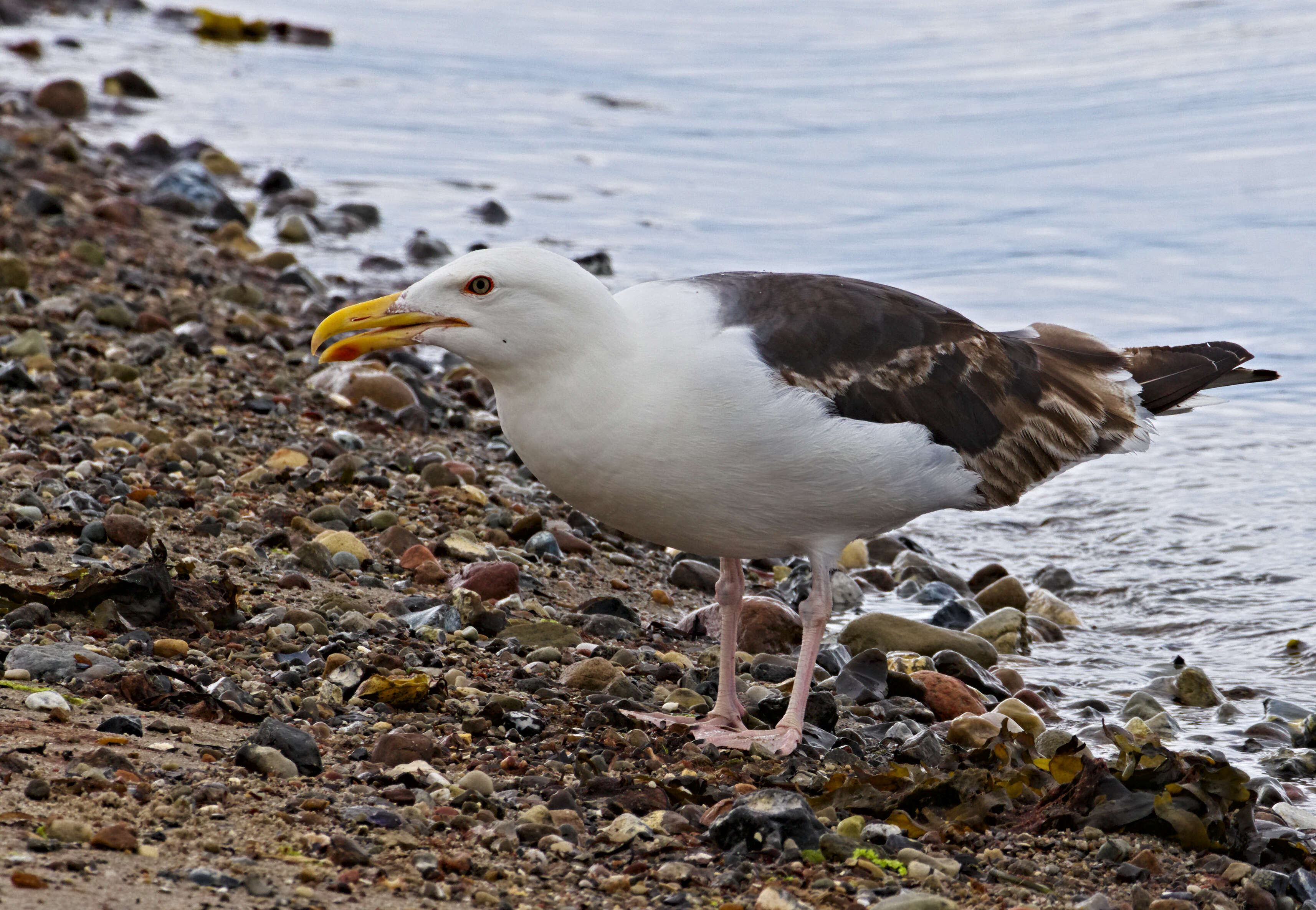 Image of Great Black-backed Gull