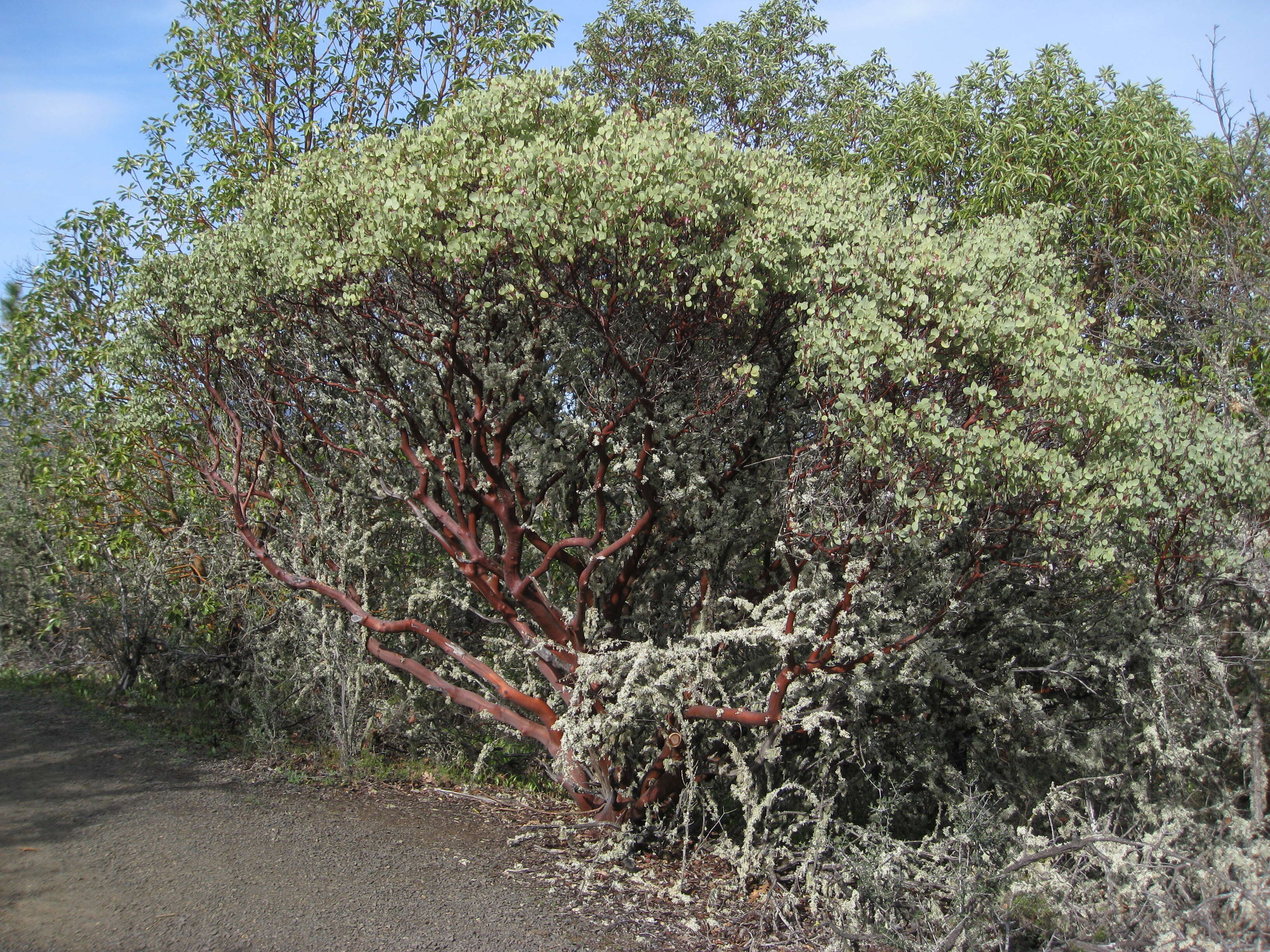 Arctostaphylos viscida Parry resmi