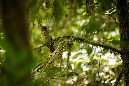 Image of Ixos virescens sumatranus (Wardlaw-Ramsay & RG 1882)