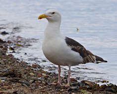 Image of Great Black-backed Gull